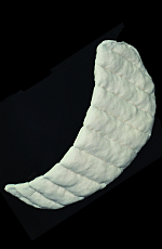 Inframammary Pad
